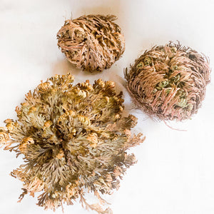 Rose of Jericho